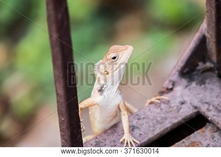 Oriental Garden Lizard (calotes Versicolor) Climbing Up A Metal Railing