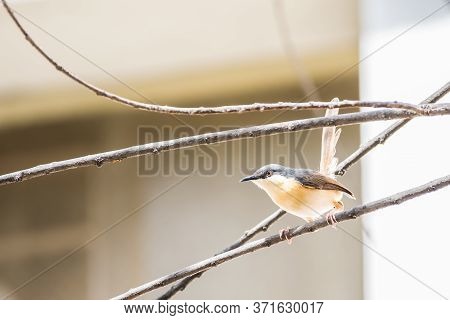 Portrait Of Ashy Prinia (prinia Socialis) Perching On A Twig