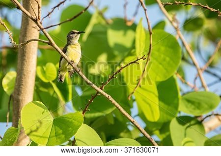 Purple Rumped Sunbird (leptocoma Zeylonica) Perched On A Tree With Bright Green Leaves.