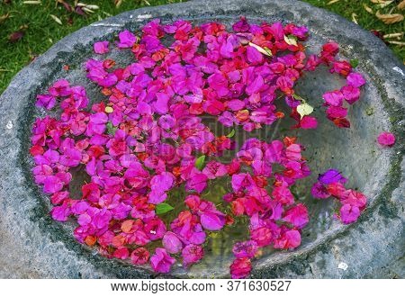 Pink Bougainvillea Petals Green Leaves Bird Bath Puebla Mexico