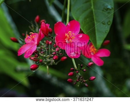 Pink Egyptian Starcluster Pentas Lanceolata Bush Green Leaves Easter Island Chile