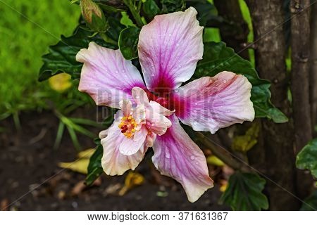Pink Egyptian Starcluster Pentas Lanceolata Bush Green Leaves Easter Island Chile
