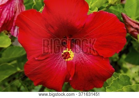 Pink Egyptian Starcluster Pentas Lanceolata Bush Green Leaves Easter Island Chile