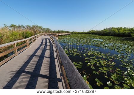 Anhinga Trail Boardwalk Over Pond Covered With Water Lilies In Everglades National Park, Florida.