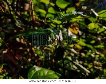 Argiope Anasuja, Is A Species Of Harmless Orb-weaver Spider (family Araneidae) Found From The Seyche