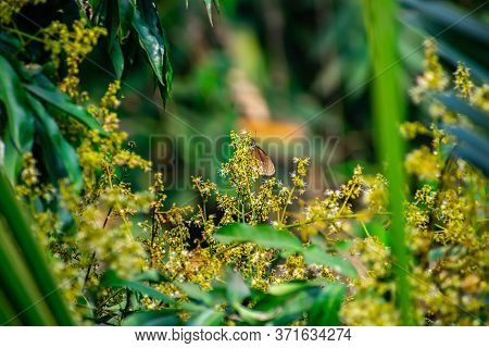 A Small Butterfly Setting On The Litchi Flower In The Morning. This Photo Has A Great Background Blu