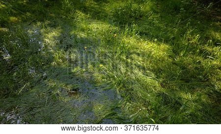 Waterlogged Lawn With Standing Water In A Large Puddle After A Heavy Rain.