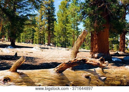 Fallen Tree Creating A Log At An Alpine Meadow Surrounded By High Elevation Lodgepole Pine Trees Tak
