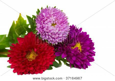 buket af aster blomster