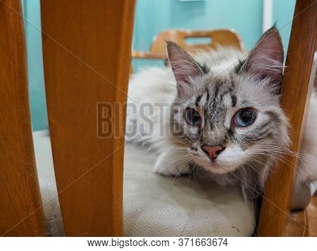 A Cat Plays Hide And Seek On The Chair.