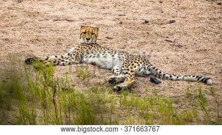 Cheetah (acinonyx Jubatus)  Juvenile Animal Resting In Sandy River Bed In Kruger National Park, Sout