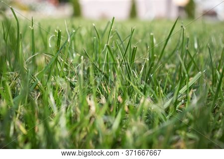 Fresh Young Green Lawn Grass. Bright Absract Background.