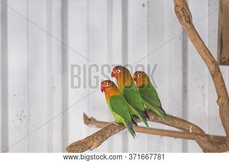 Three Fischers Lovebird, Agapornis Fischeri Sitting On A Branch Of Tree, Selective Focus