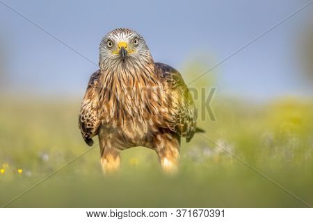 Red Kite (milvus Milvus) Perched In Spanish Pyrenees, Vilagrassa, Catalonia, Spain. April. It Is Res