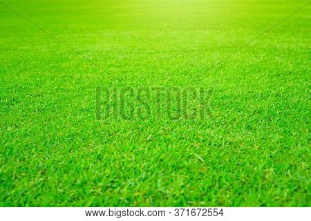 Smooth Green Lawn Of Carpet Grass Under Sunlight