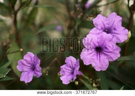 Beautiful Purple Color Petals Of Britton's Wild Petunia Or Mexican Bluebell On Green Leaves Blur Bac