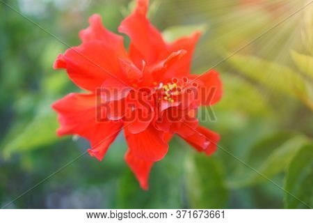Red  Hawaiian Hibiscus Is Blooming On Blur Background