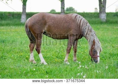 Silvery Bay Horse In A Field On A Paddock.