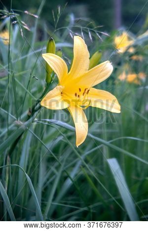 Daylily Blossom In Summer