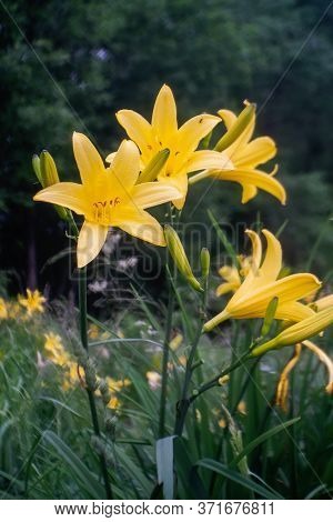 Daylily Blossom In Summer