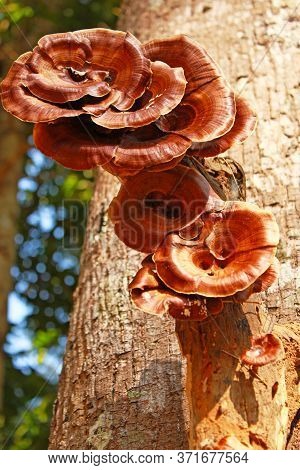Brown Mushrooms On The Trunk Of Tree In Forest, Closeup Photo