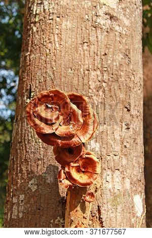 Brown Mushrooms On The Trunk Of Tree In Forest