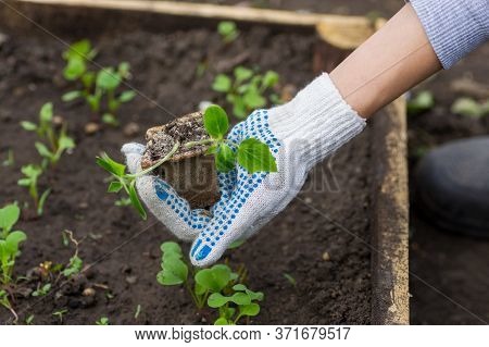 The Gardener Planted Seedlings Of Cucumbers In The Ground. Small Plants Of Cucumbers Grown In Pots F