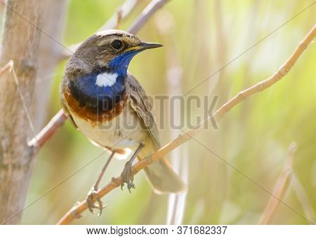 Luscinia Svecica, Cyanecula Svecica, Bluethroat. The Male Bird Sits On A Branch.