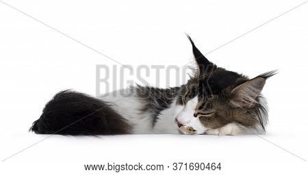 Adorable Young Bicolor Ticked Maine Coon Cat, Alseep. Long Tail Hanging Down From Edge. Isolated On 