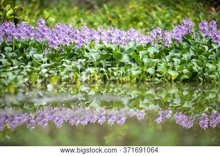 Water Hyacinth Flower Fields Bloom Colorful Purple In The Lake.blurry In The Foreground.