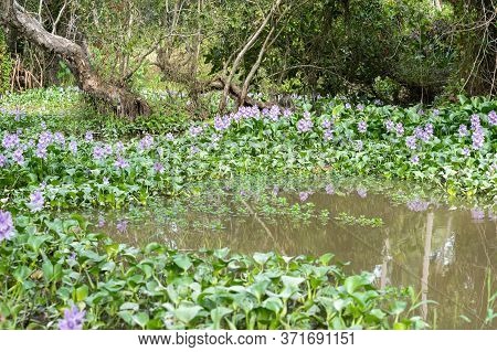 Water Hyacinth Flower Fields Bloom Colorful Purple In The Lake.blurry In The Foreground.