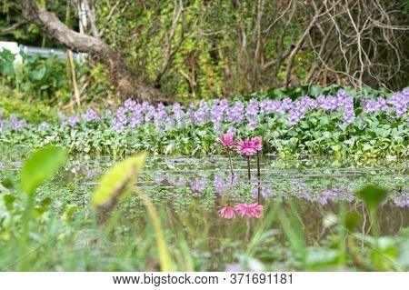 Lotus Bloom Colorful Pink In The Lake.blurry In The Foreground.