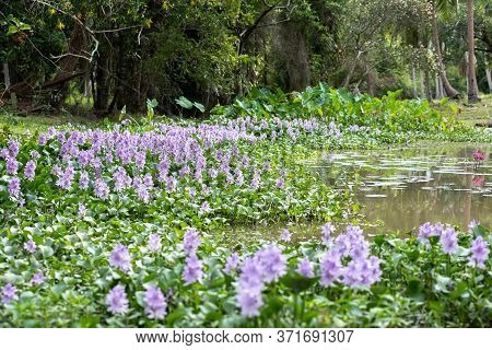 Water Hyacinth Flower Fields Bloom Colorful Purple In The Lake.