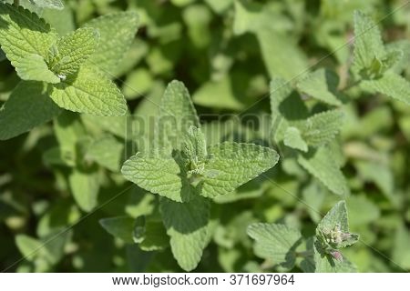 Lesser Cat-mint - Latin Name - Nepeta Nepetella