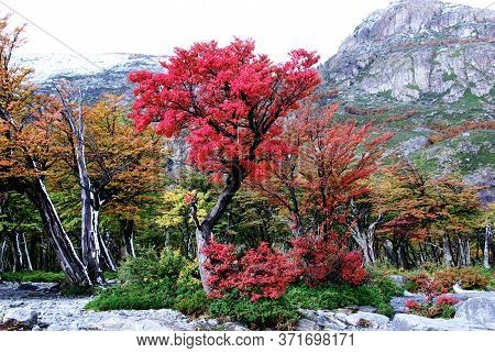 Incredible Red Tree In Nature Park Patagonia Argentina Crimson Queen.
