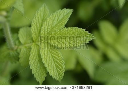 Common Agrimony Leaves - Latin Name - Agrimonia Eupatoria
