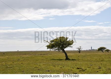 Windblown Tree In A Great Grassland By Ottenby On The Island Oland In Sweden