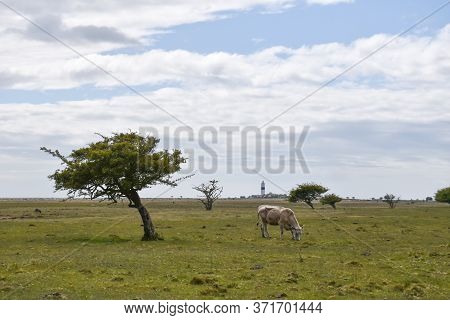 Grazing Cow In A Great Grassland By Ottenby On The Island Oland In Sweden