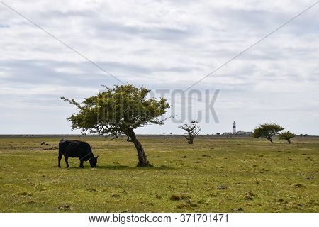 Grazing Cow By A Lone Windblown Tree At Ottenby In Sweden
