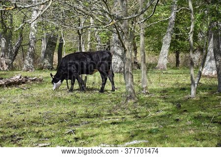 Grazing Cow In A Bright Forest In The Swedish Nature Reserve Ottenby On The Island Oland