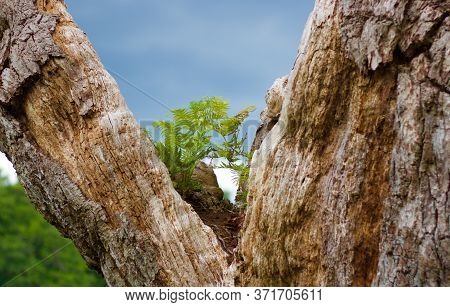 Beautiful Fern Growing Within A Tree With Space For Copy
