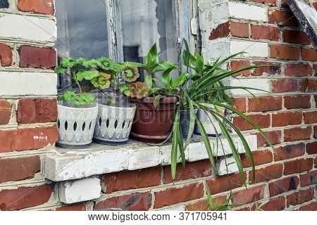 Flowers In Flowerpots On A Windowsill Outside The House On A Background Of A Red Brick Wall. Callisi