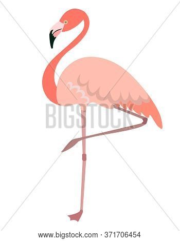 Flamingo Standing On One Leg. Pink Bird In Flat Style Isolated On White Background.