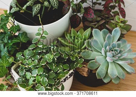 Collection Of Various Indoor Plants - Fittonia, Hypoestes, Succulents, Ficus Pumila White Sunny, Hed