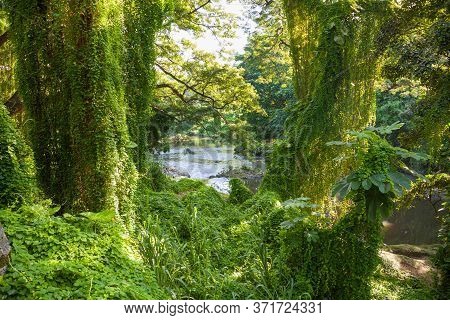 Park Metropolitano In Havana, Cuba. Along The Banks Of The Almendares River Is Parque Almendares, Al