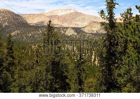 Lodgepole Pine Trees At An Alpine Forest Overlooking Barren Mountain Peaks Above The Tree Line Taken