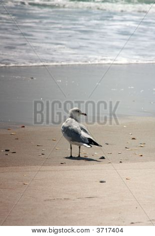 Möwe
