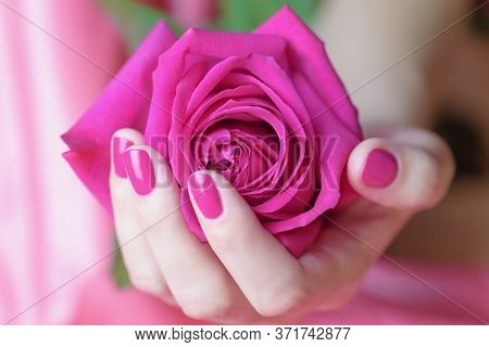 Female Hands With Pink Manicure Holding A Pink Rose