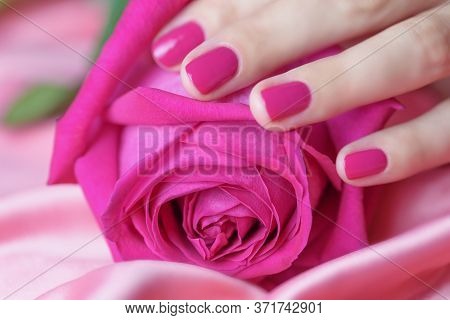 Female Hands With Pink Manicure Holding A Pink Rose