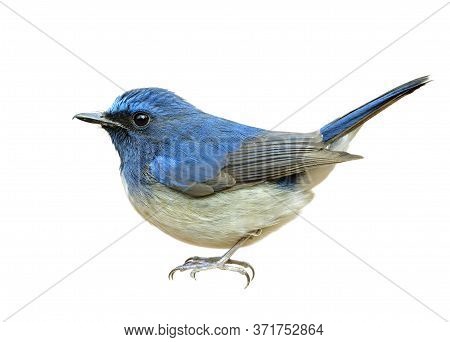 Happy Blue Bird With Shaking Tail Tail And Puffy Feathers Isolated On White Background, Hainan Blue 
